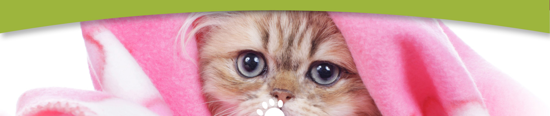 Pension pour Chats Agora